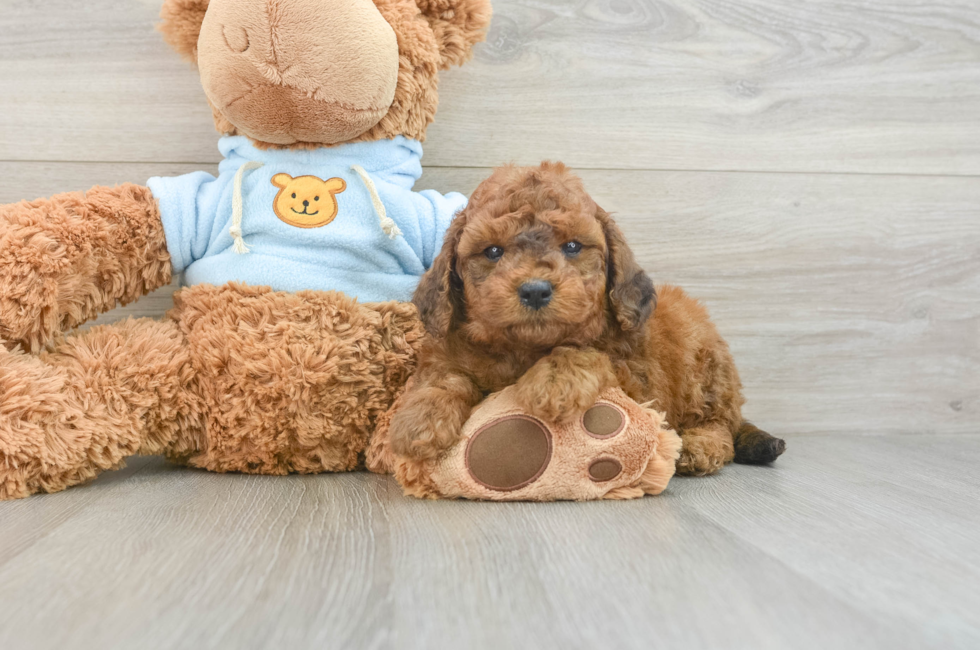 7 week old Cavapoo Puppy For Sale - Simply Southern Pups