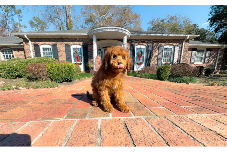 Cute Cavapoodle Poodle Mix Puppy