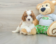 8 week old Cavapoo Puppy For Sale - Simply Southern Pups