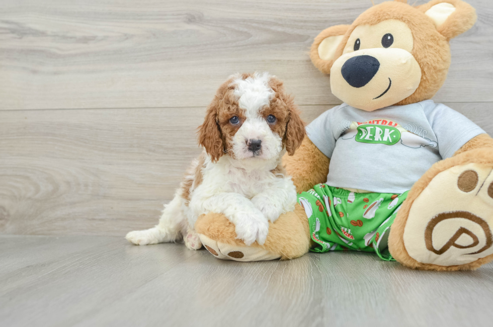 5 week old Cavapoo Puppy For Sale - Simply Southern Pups