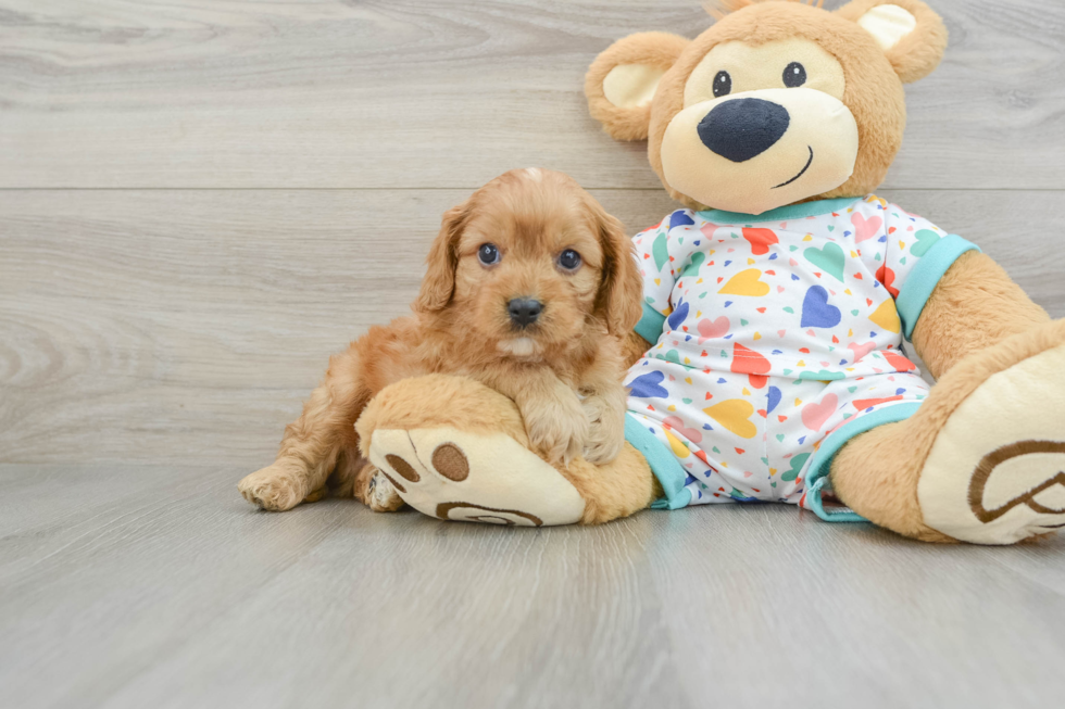 Cavapoo Puppy for Adoption