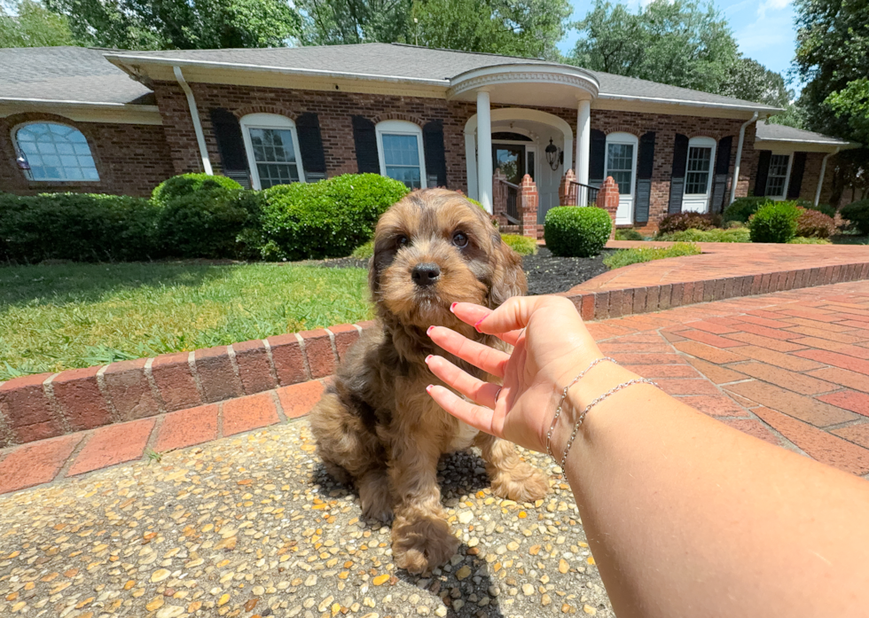 Cavapoo Pup Being Cute