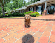 10 week old Cavapoo Puppy For Sale - Simply Southern Pups