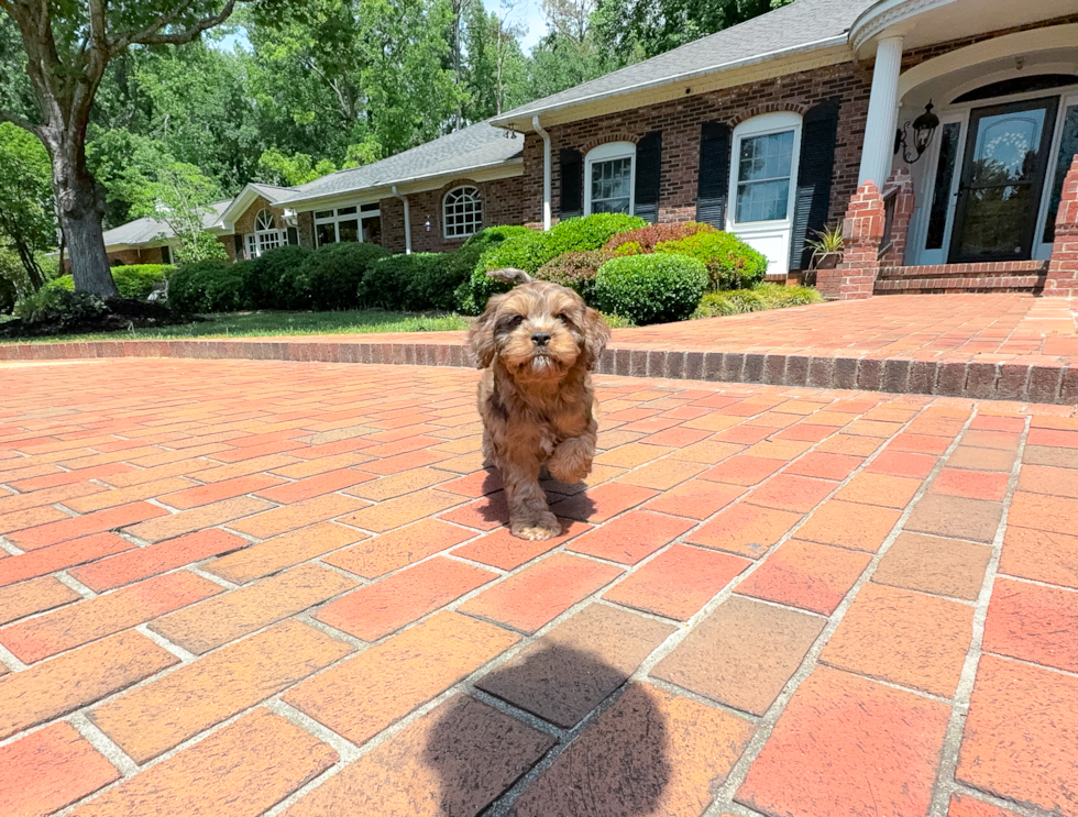 Cavapoo Pup Being Cute