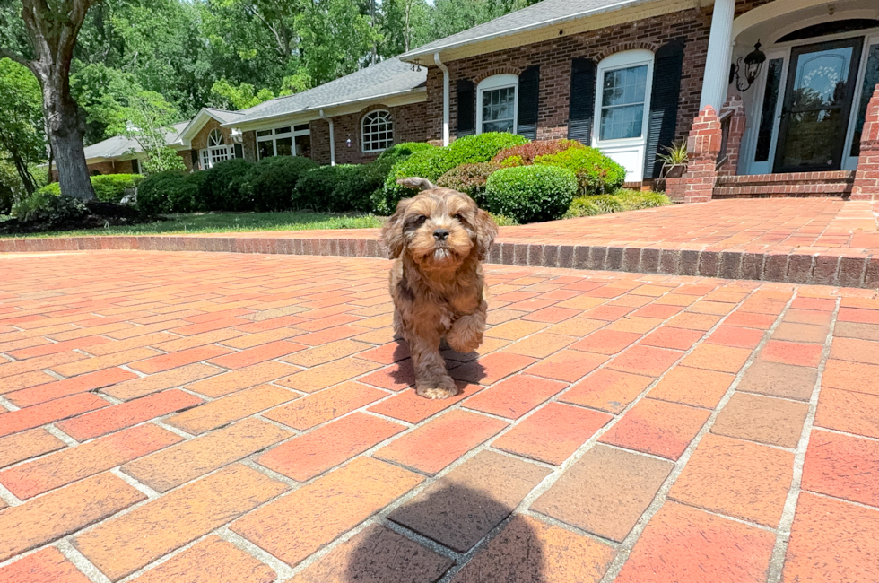 10 week old Cavapoo Puppy For Sale - Simply Southern Pups
