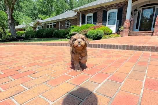 Cavapoo Pup Being Cute