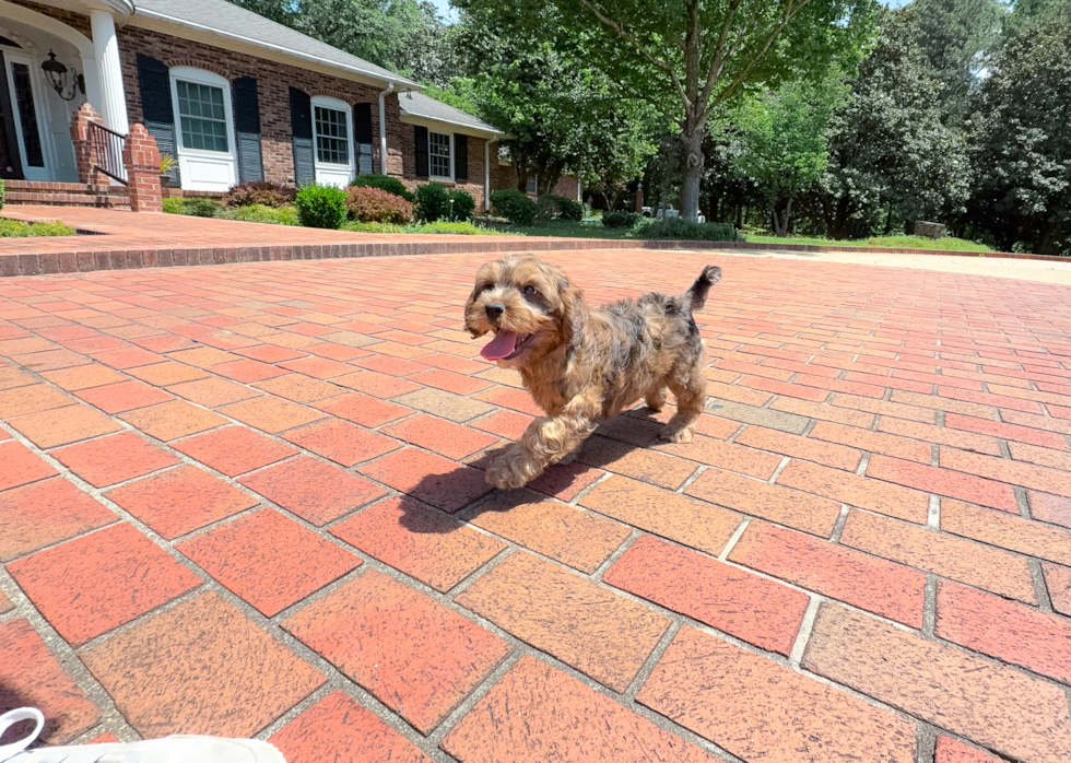 Cute Cavipoo Poodle Mix Puppy