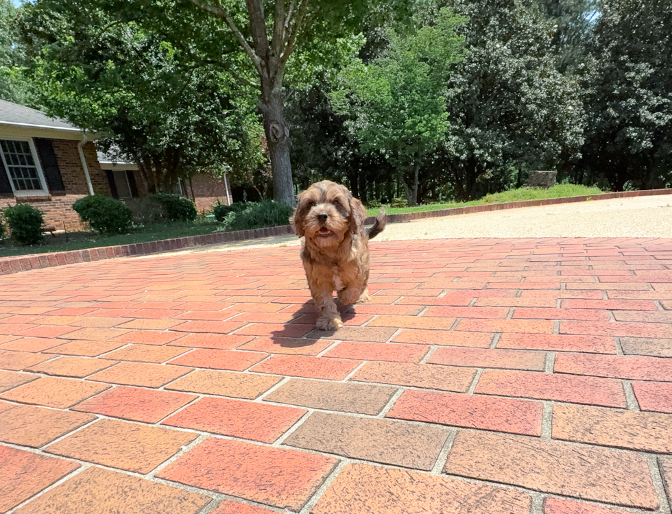 Cavapoo Pup Being Cute