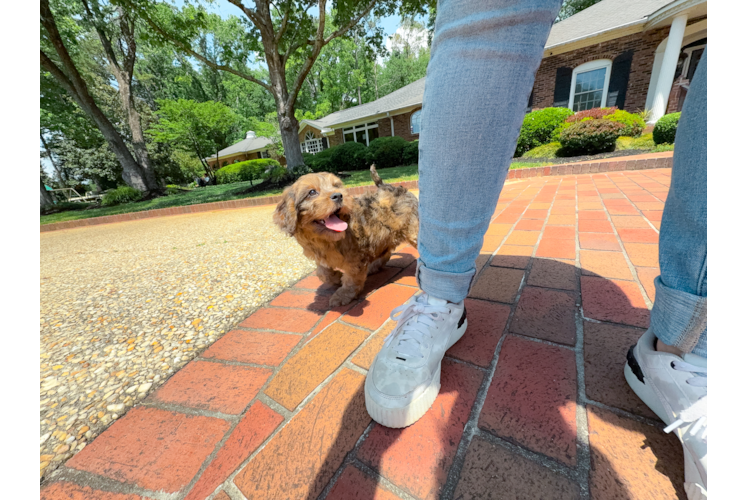 Cute Cavapoo Poodle Mix Pup