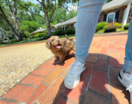 11 week old Cavapoo Puppy For Sale - Simply Southern Pups