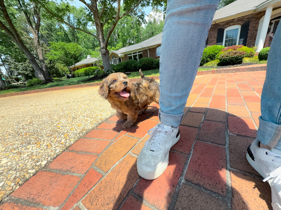 Cute Cavapoo Poodle Mix Pup