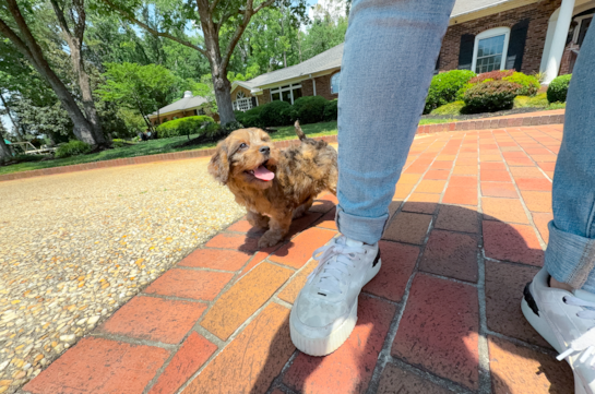 Cute Cavapoo Poodle Mix Pup