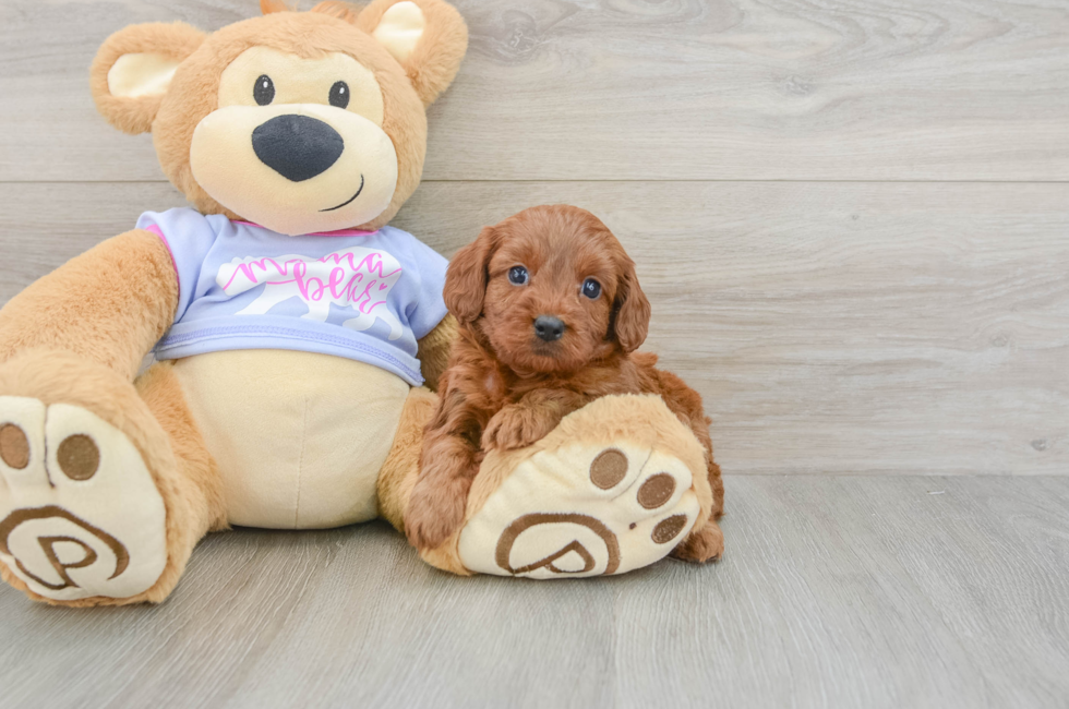 6 week old Cavapoo Puppy For Sale - Simply Southern Pups
