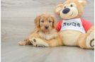 Energetic Cavoodle Poodle Mix Puppy