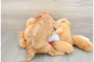 Cavapoo Puppy for Adoption