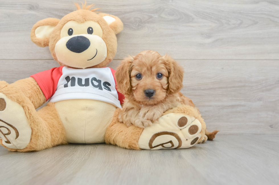 7 week old Cavapoo Puppy For Sale - Simply Southern Pups