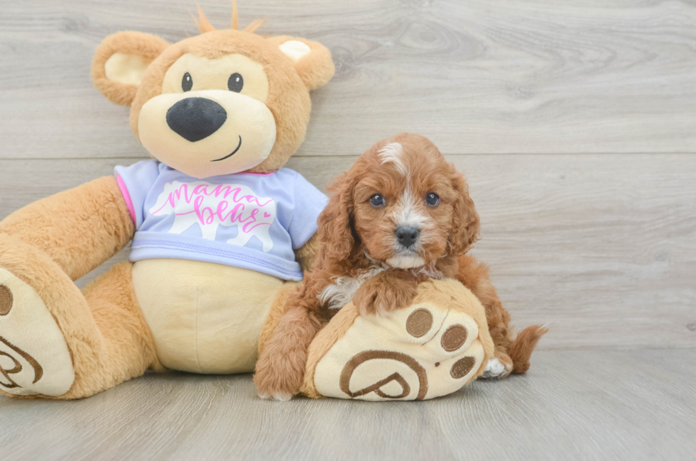 5 week old Cavapoo Puppy For Sale - Simply Southern Pups