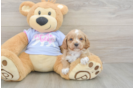 Cavapoo Puppy for Adoption