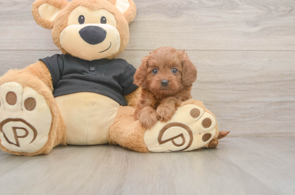 5 week old Cavapoo Puppy For Sale - Simply Southern Pups