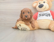 7 week old Cavapoo Puppy For Sale - Simply Southern Pups