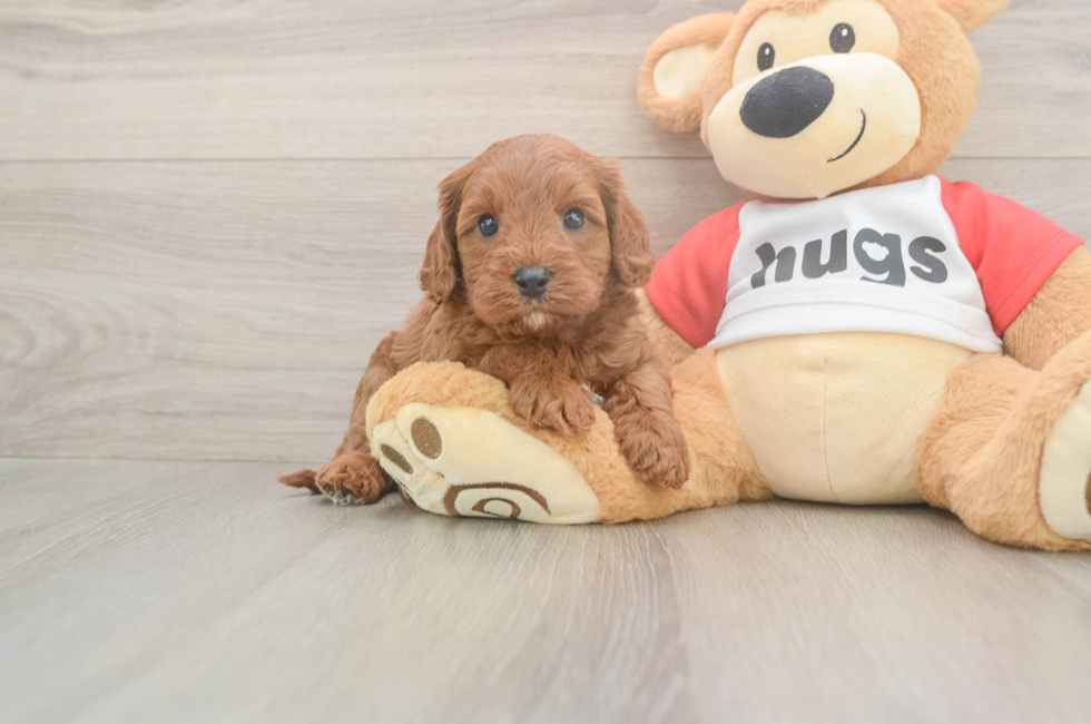 5 week old Cavapoo Puppy For Sale - Simply Southern Pups
