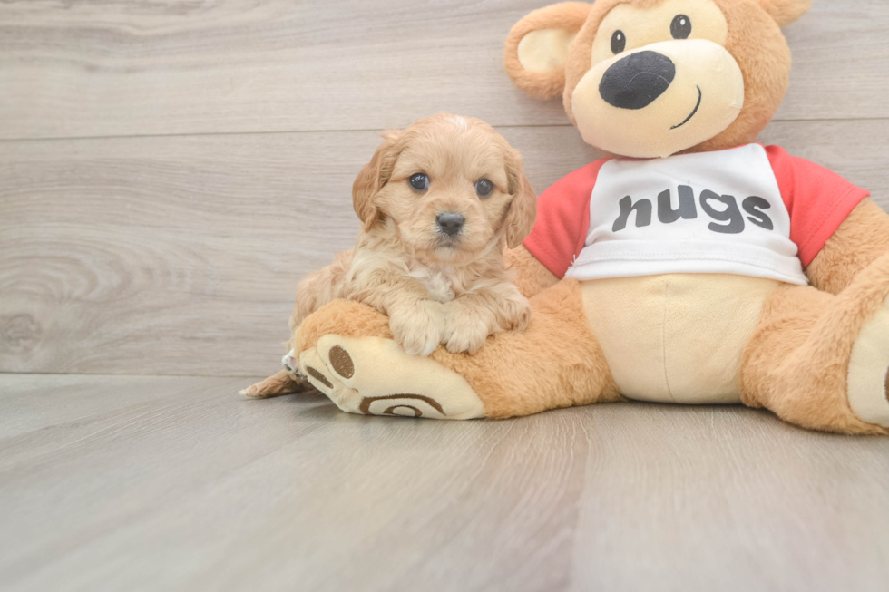 Meet Urban - our Cavapoo Puppy Photo  1/3 - Simply Southern Pups Happy Cavapoo Baby