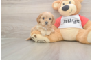 Meet Urban - our Cavapoo Puppy Photo  1/3 - Simply Southern Pups Happy Cavapoo Baby