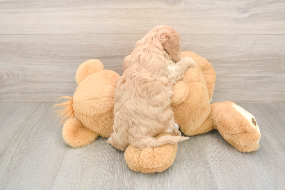 Meet Urban - our Cavapoo Puppy Photo  3/3 - Simply Southern Pups Fluffy Cavapoo Poodle Mix Pup