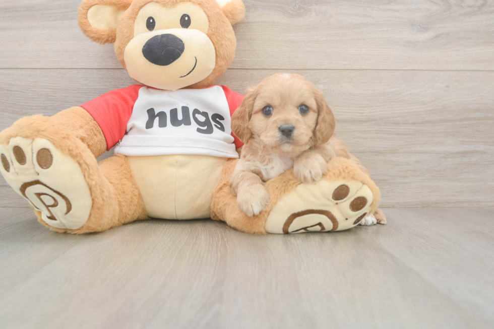 Meet Urban - our Cavapoo Puppy Photo  2/3 - Simply Southern Pups Sweet Cavapoo Baby