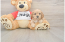Meet Urban - our Cavapoo Puppy Photo  2/3 - Simply Southern Pups Sweet Cavapoo Baby