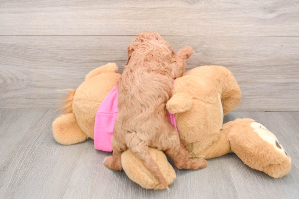 Cavapoo Pup Being Cute