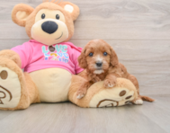 8 week old Cavapoo Puppy For Sale - Simply Southern Pups