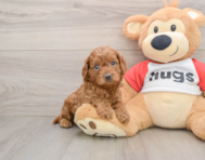 8 week old Cavapoo Puppy For Sale - Simply Southern Pups