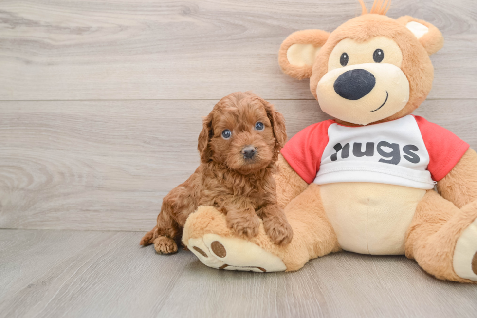 Smart Cavapoo Poodle Mix Pup