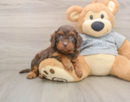 8 week old Cavapoo Puppy For Sale - Simply Southern Pups
