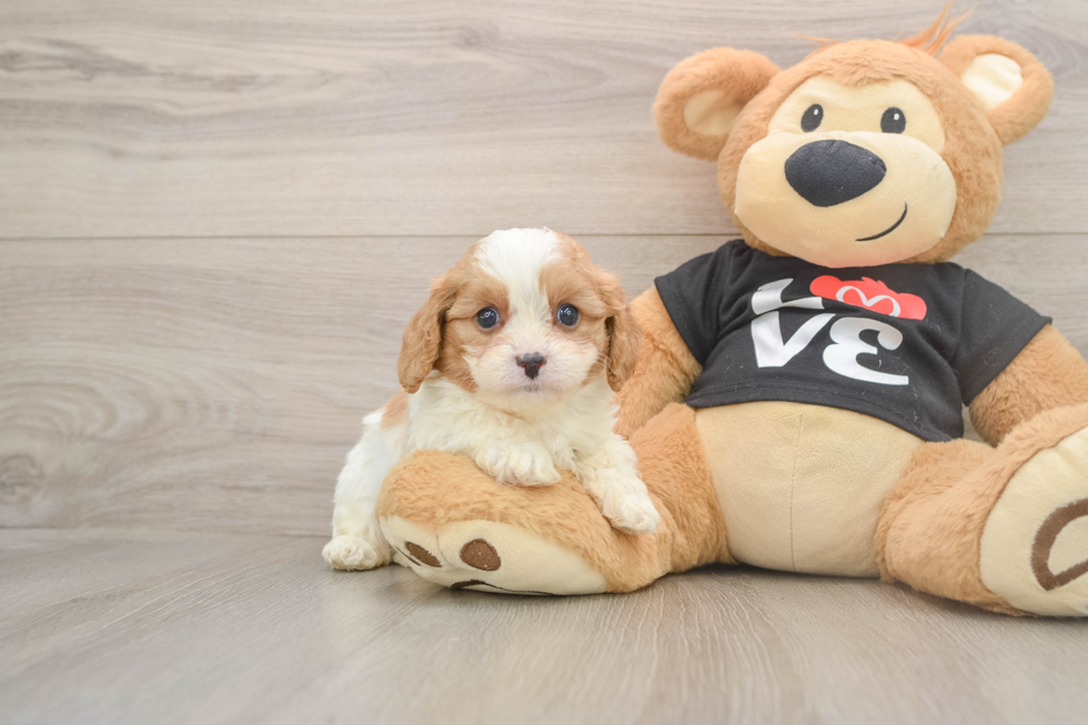 Cavapoo Pup Being Cute
