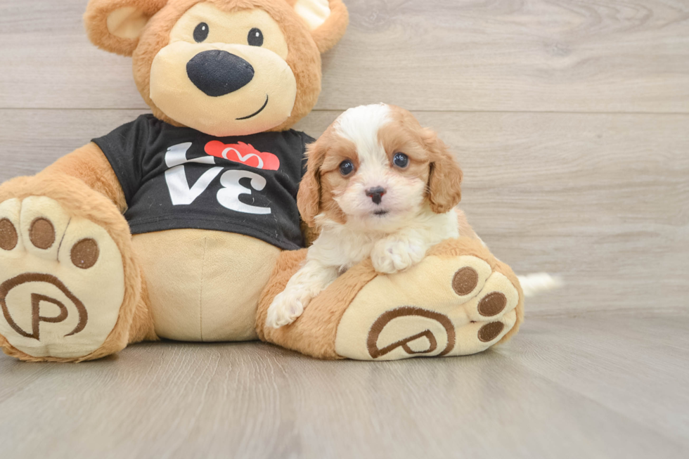 Adorable Cavalier King Charles Spaniel and Poodle Mix Poodle Mix Puppy