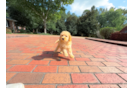 Cute Cavapoo Baby