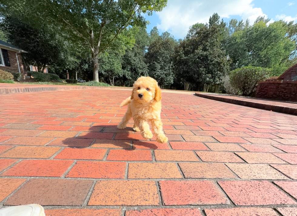 Cute Cavapoo Baby