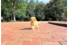 Cute Cavapoodle Poodle Mix Puppy