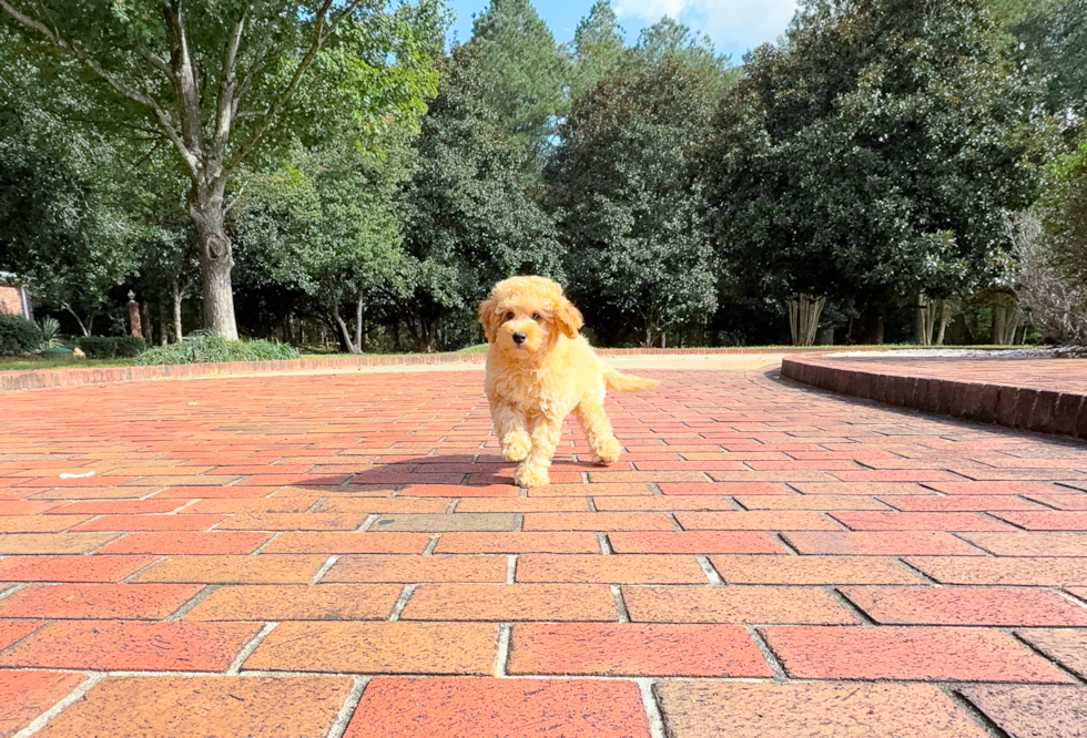 Cute Cavapoodle Poodle Mix Puppy