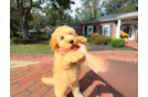 Cute Cavapoo Baby