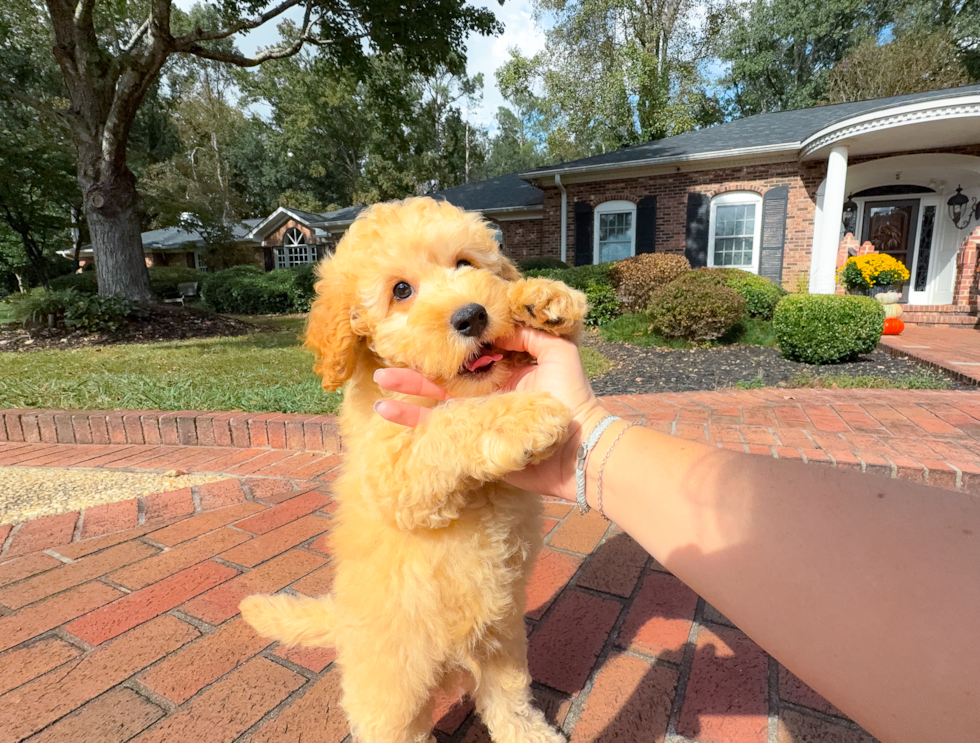 Cute Cavapoo Baby