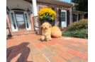 Cavapoo Pup Being Cute
