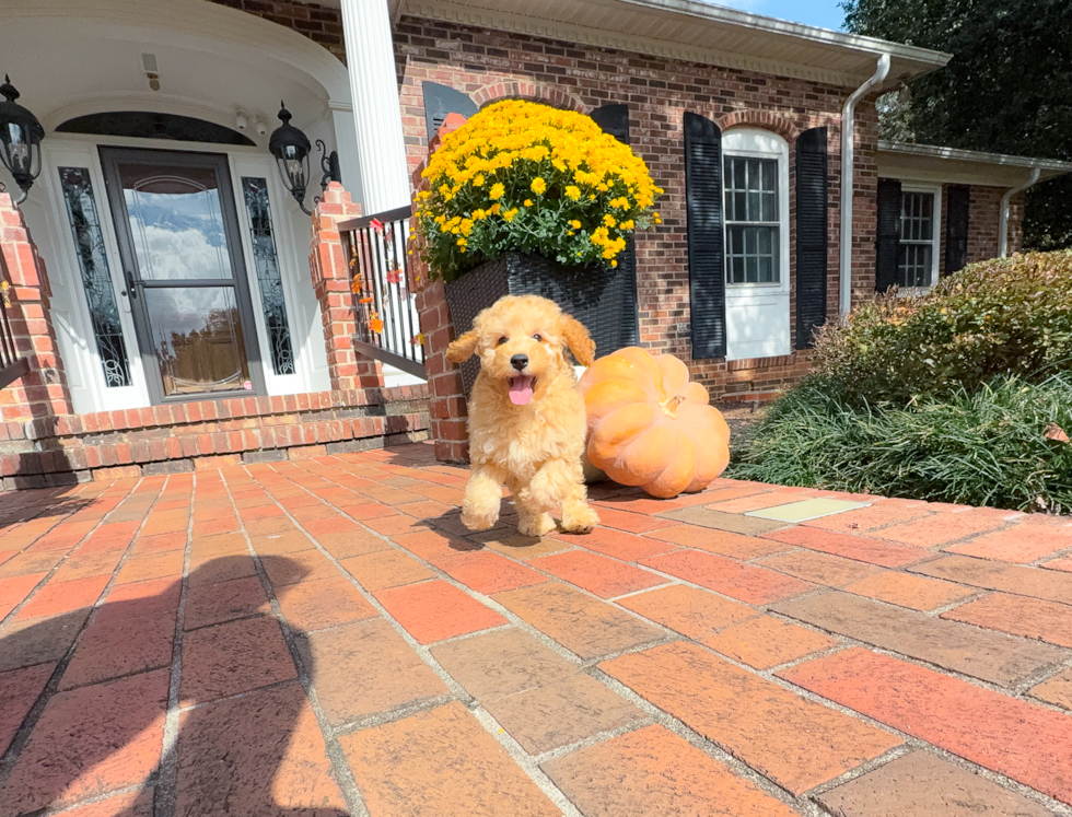 Cavapoo Pup Being Cute