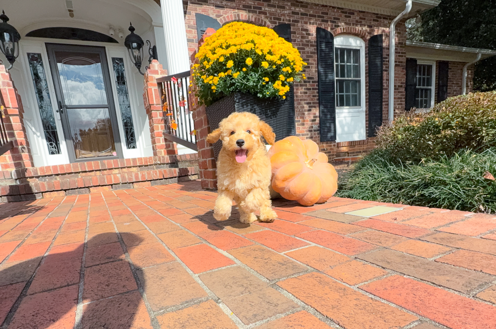 9 week old Cavapoo Puppy For Sale - Simply Southern Pups