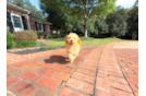 Cute Cavalier King Charles Spaniel and Poodle Mix Poodle Mix Puppy