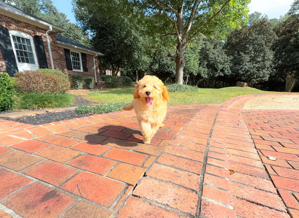 Cute Cavalier King Charles Spaniel and Poodle Mix Poodle Mix Puppy
