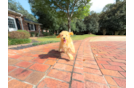 Cute Cavapoo Poodle Mix Pup