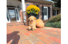 Cavapoo Puppy for Adoption